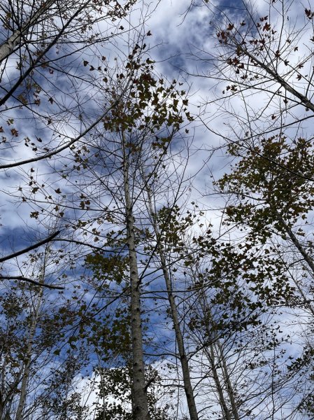 九芎根山-仁里板山2968834