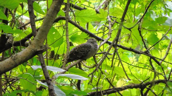 關渡自然鳥公園2322958