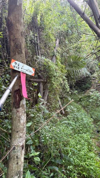 美濃雙溪樹木園（九芎林山2905621