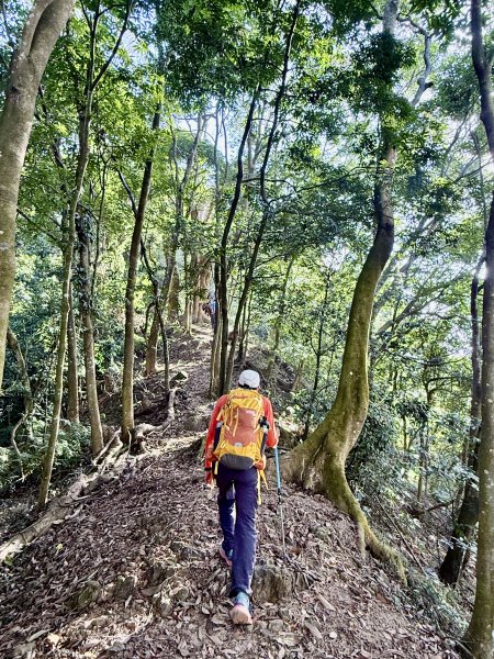 再訪八通關社寮古道登陳東坑山    2025.11.252946115