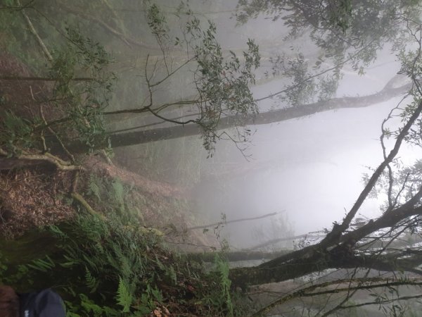 南鳳凰山－嶺頭山－忘憂森林－留龍頭1032798