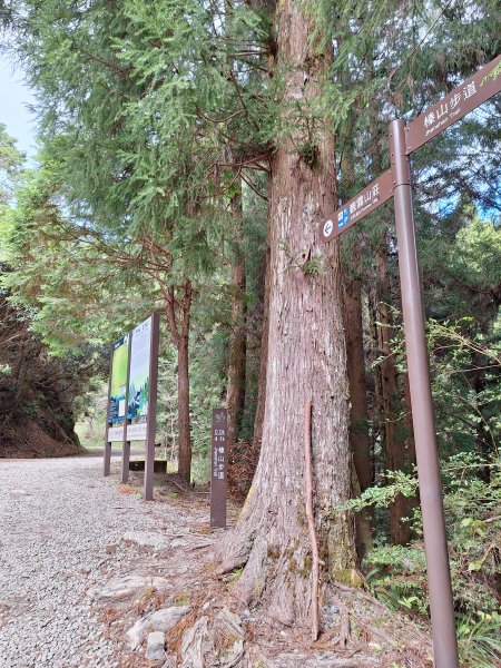 觀霧之榛山O型202411232653967