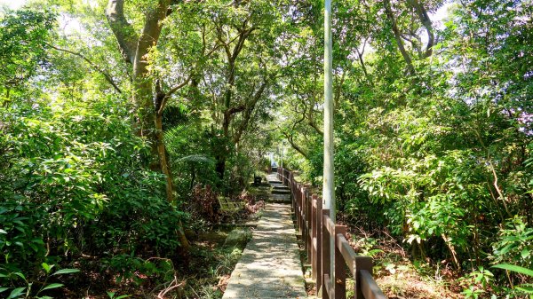 《蝶戀花。酸藤一生》2723358