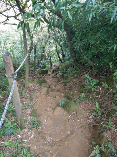 大棟山(小百岳#15)【樹林進、鶯歌出】970036