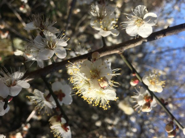 梅花撲鼻香2686609