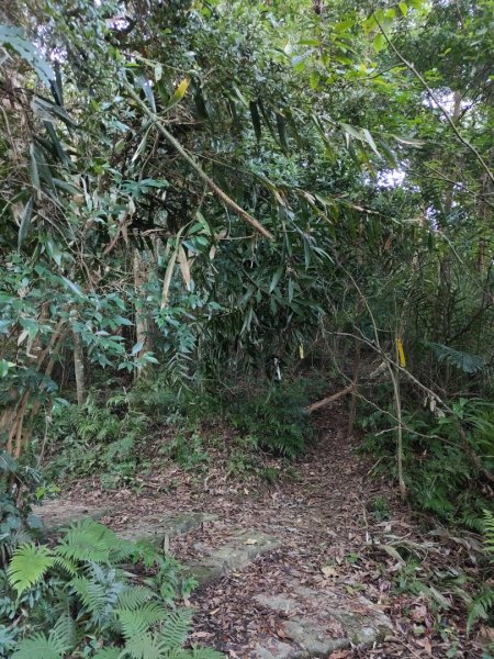 2024.11.29 騎龍山+騎龍古道2990397