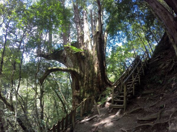 鎮西堡巨木群步道（B區）360596