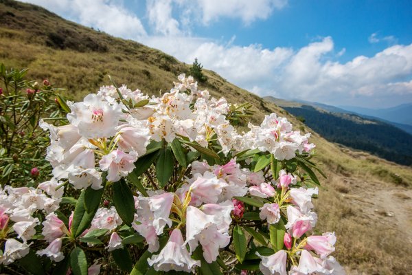 ❤ 2019探訪合歡山上的杜鵑窩- 小奇萊步道0.7K拍照趣