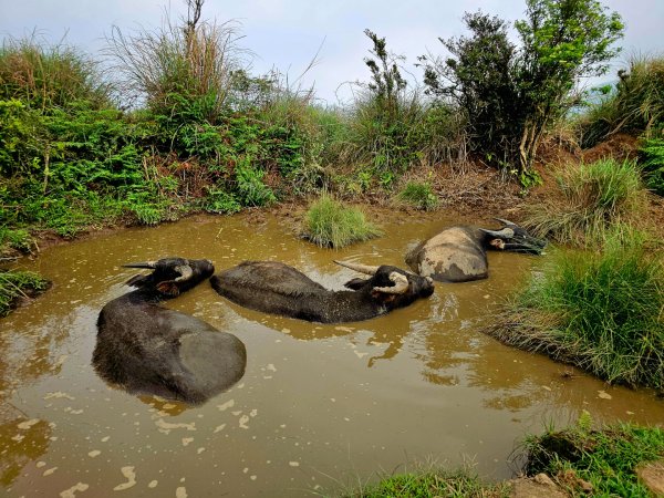 2026年臺北大縱走第三段：小油坑至風櫃口3037891