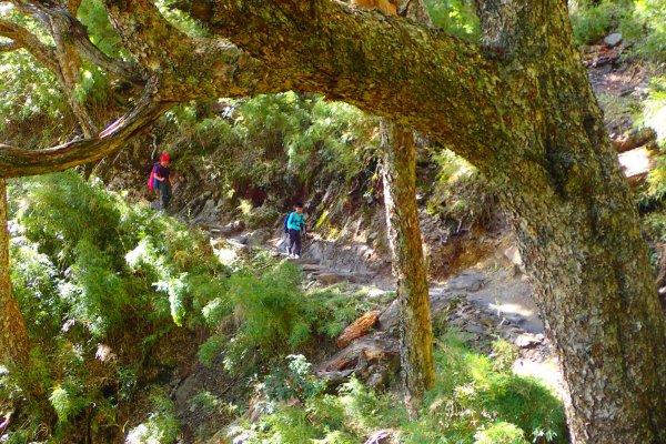 登峰造極--2018玉山主峰532622