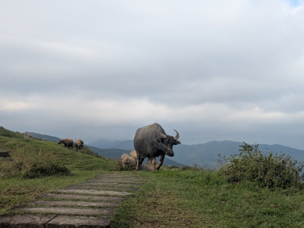 20251108桃源谷到草嶺古道大里天公廟2931451