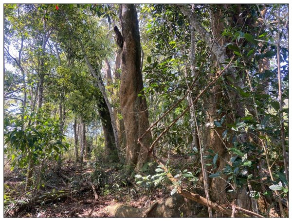 頭社水庫、大舌滿山2757563