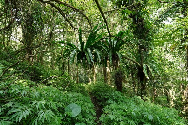 新北 烏來 山車廣山、檜山2567416