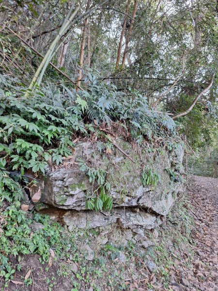 泰安麻必浩林道南坑山O型202502282724655