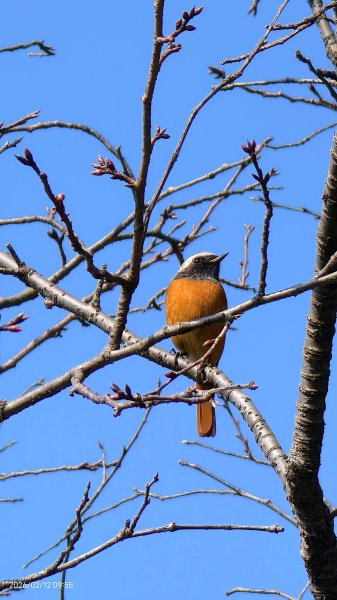 #河津櫻 #八重櫻 #山櫻花 #黃尾鴝 #綠繡眼 #夕陽 2/122997669