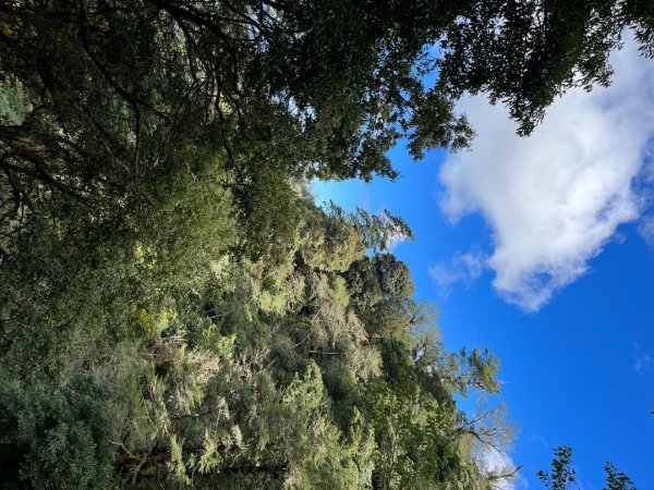 20231127_觀霧榛山步道（森遊竹縣）2763097