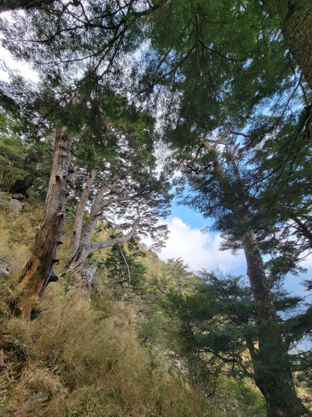 20260315-玉山前峰3018712