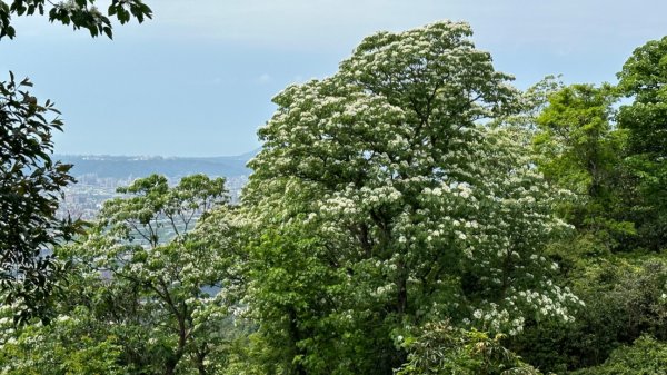 土城賞桐：撒上糖霜的桐花世界2139966