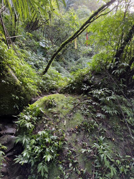 2025/02/17 姜子寮絕壁瀑布 姜子寮山2908690