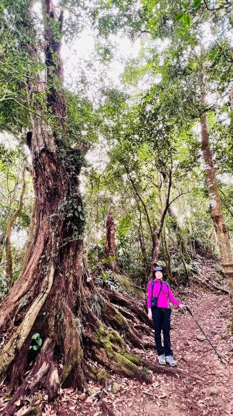 〽️12/25（三）聖誕節~楓紅了🍁~馬拉邦(小百岳)賞楓眺望聖稜線2676374