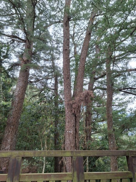 《南投》松濤徐徐｜惠蓀林場關刀山林道上巨松台環山嵐小徑202603213021377