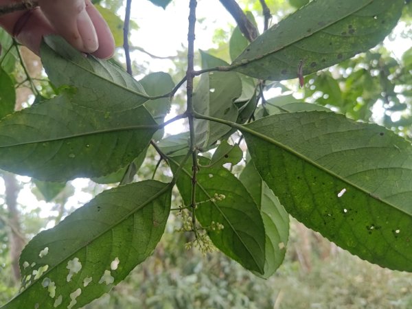 盆貿里山三盆連走2749565