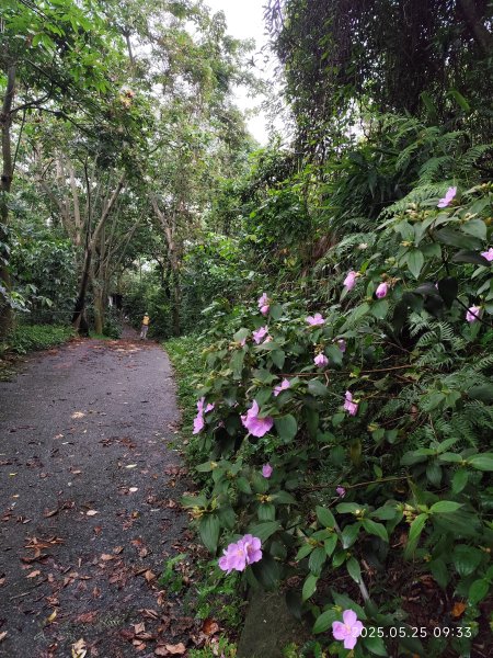 小金面山→西湖山→論劍山→剪刀石山→金面山步道2796816