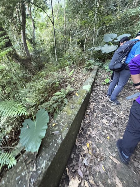 20251123三腳南山登山步道2944456