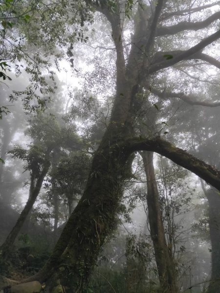 小百岳(60)-奮起湖大凍山-20200412~【2020全家總動員~28分之11】1716547