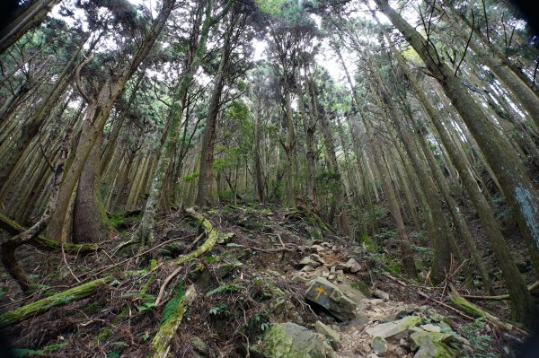 苗栗 南庄 加里山2963402