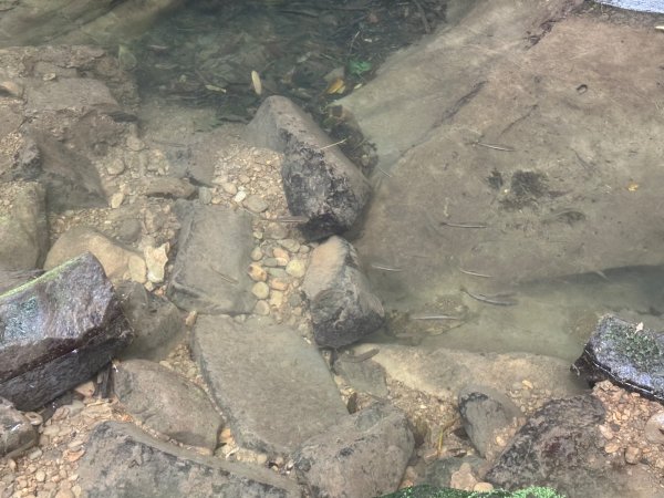 苗栗縣獅潭鄉鳴凰古道O型縱走2803648