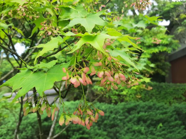110 年春 登七星山1345727
