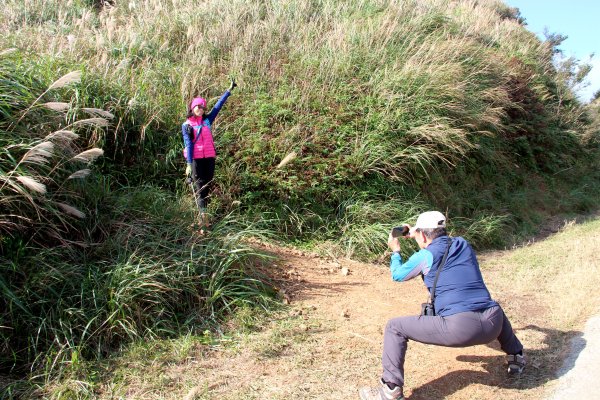 【金瓜石】漫山芒花怒放浪漫，礦山藍海奇景夢幻！2964008