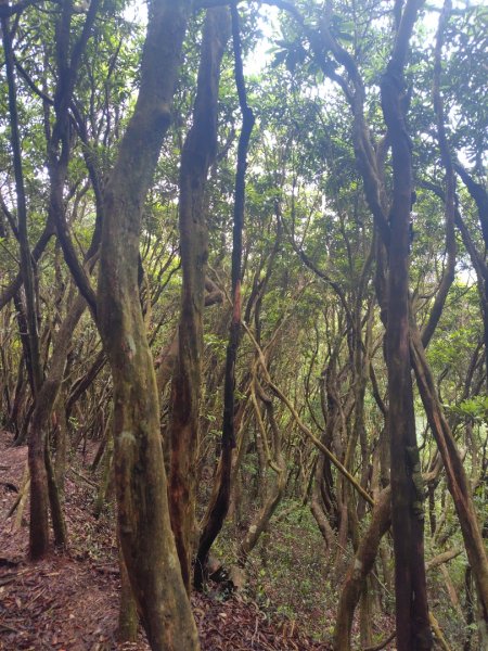 橫沙笛/橫嶺山、沙蓮山、笛吹山2799266