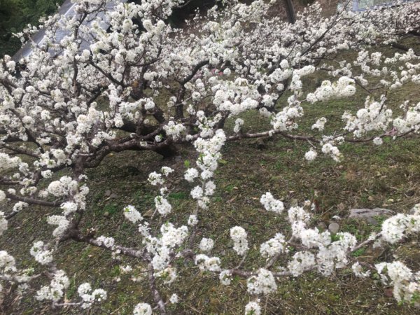 鳥嘴山（上島2708539