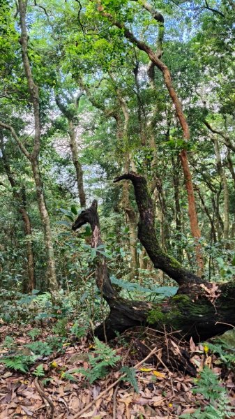 大混李棟重訓2883607