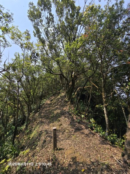 2026-04-11微笑山線：【二格山系】筆架連峰段3034590