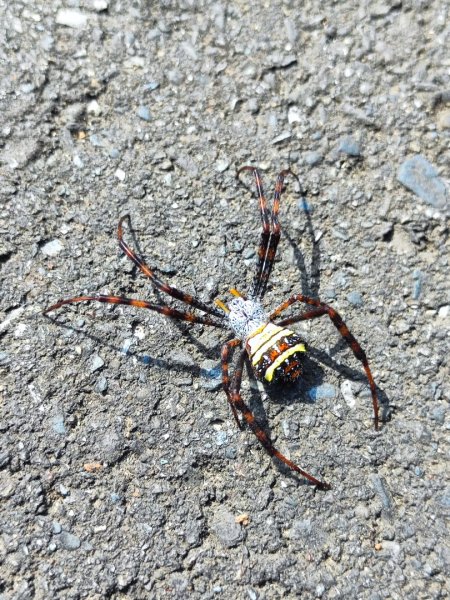 淡蘭古道第三段（我的淡蘭最終章）2838794