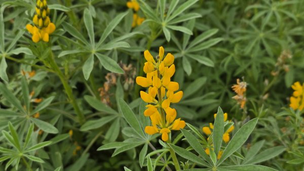 2025貓空杏花林杏花大爆發，粉紅、深紅及白色杏花爭奇鬥艷，從公車站步行20分鐘即抵達2720186