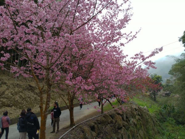 2023-02-26 登嘉南雲峰巧遇草嶺櫻花季2043943