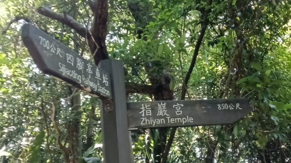 瑞芳區瑞竹步道-大坑埔山-月眉砲台-月眉山-長命山-大水堀山3081554
