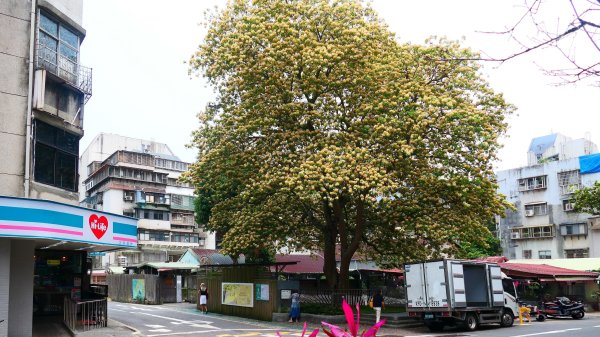 加羅林魚木,松菸文創園區3038143