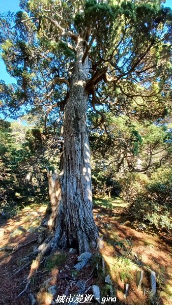 【台中和平】山迢路遠換壯闊山景。 No75百岳雪山東峰xNo2百岳雪山主峰 (兩天兩夜)2347687