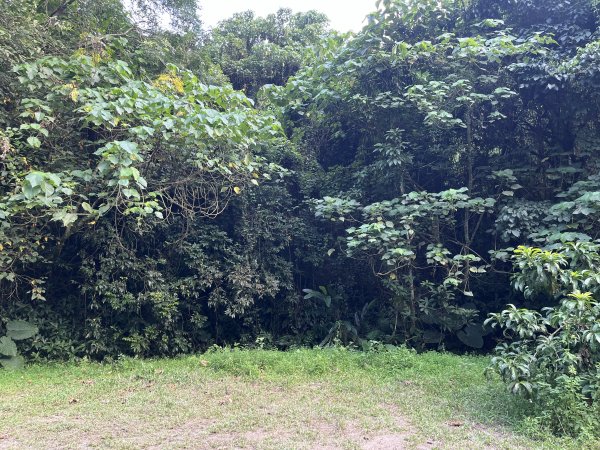 [百山百鳥尋旅-04/15] 2025_0817 龍過脈森林步道2863244