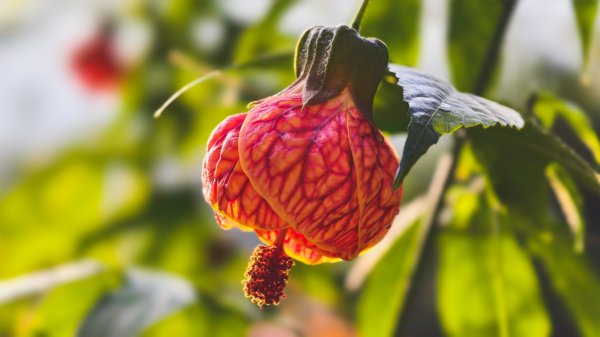 【蛇年走春】高雄桃源 • 世外桃源2700222