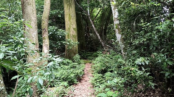 20250531 新竹關西 赤柯山及東獅頭山 O型2801100