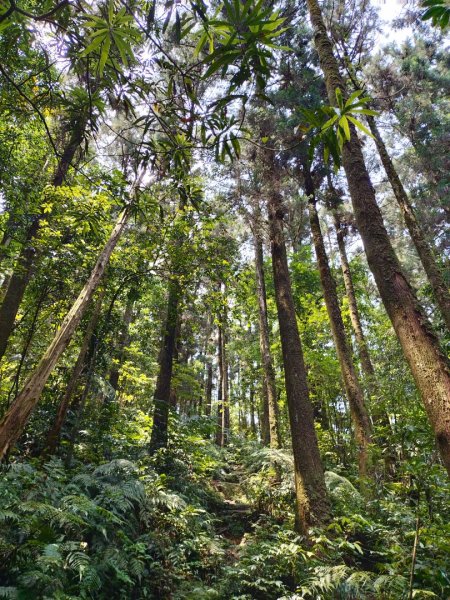 烏來大桶山（由桂山路攀登）2492867