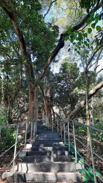 《彰化》富士櫻花｜花壇大嶺巷步道群及西來園（銀行山）登山步道202402132424702