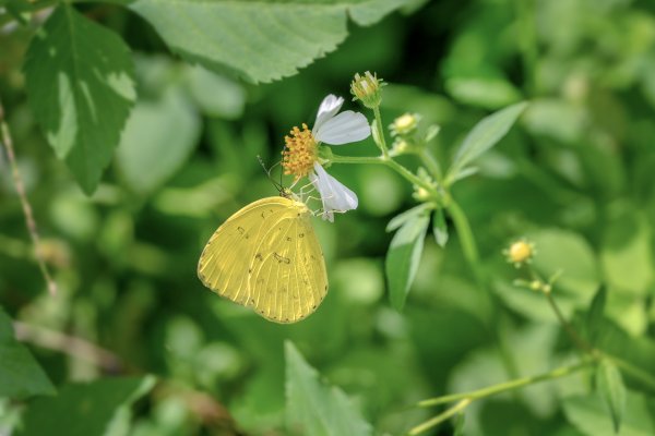 九寮溪步道與梅花湖2927083