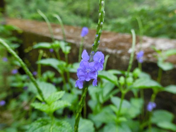 更寮古道土庫岳392127